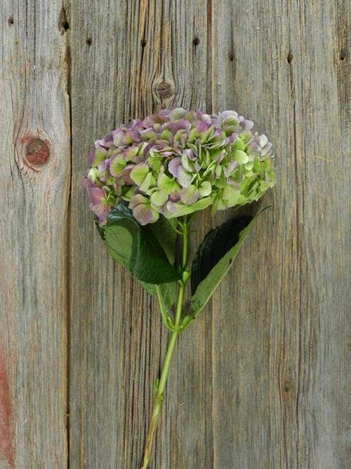 ANTIQUE PURPLE HYDRANGEA